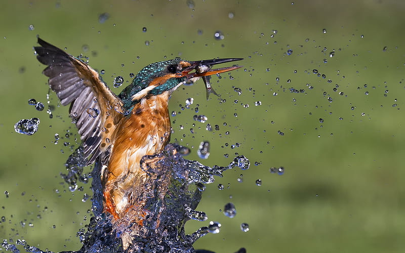 Kingfisher, water, wings, hunting, fish, drops, HD wallpaper