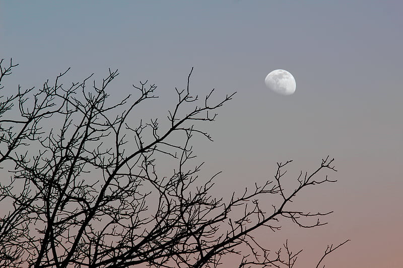 moon, tree, branches, sky, HD wallpaper