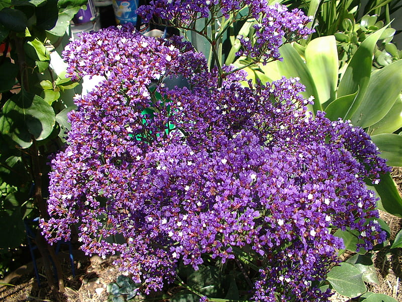 Purple Flower Sea Lavender , sea lavender, flowers, purple, HD wallpaper