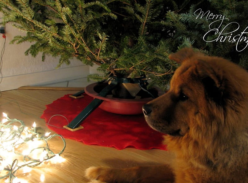 Beneath the Tree, holiday, christmas, lights, HD wallpaper
