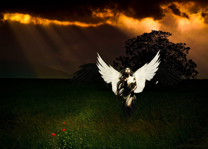 Angel, pretty, bonito, sunset, woman, clouds, she, fantasy, flowers, beauty, wings, lovely, sunlight, sky, trees, tree, girl, rays, dark, peaceful, nature, field, HD wallpaper