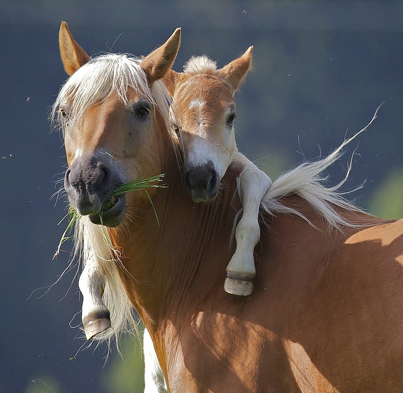 Mommy and Me, mare, baby horse, foal, love, HD wallpaper