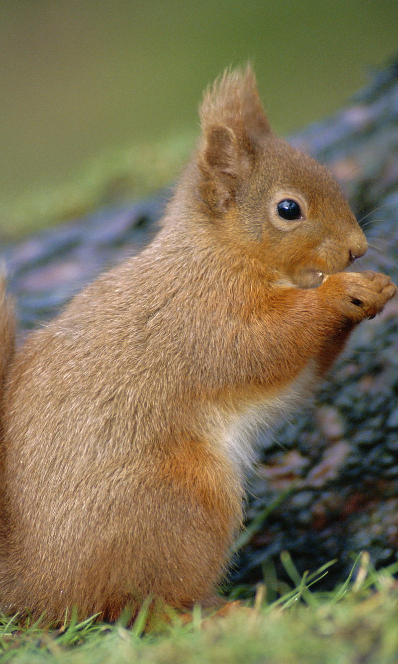 Red Squirrel, animal, HD phone wallpaper