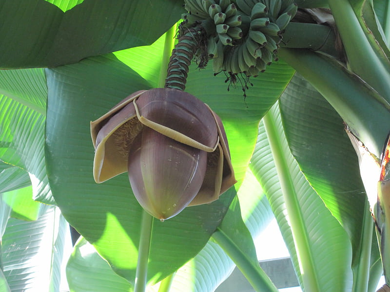 The Giant Banana flowers from Africa, graphy, Flowers, green, Banana, HD wallpaper