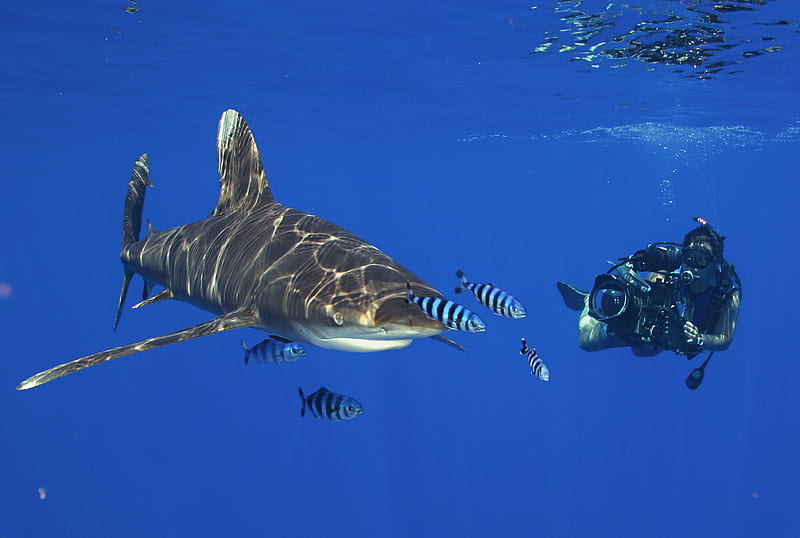 scuba, Diving, Diver, Ocean, Sea, Underwater, Shark / and Mobile Background, HD wallpaper
