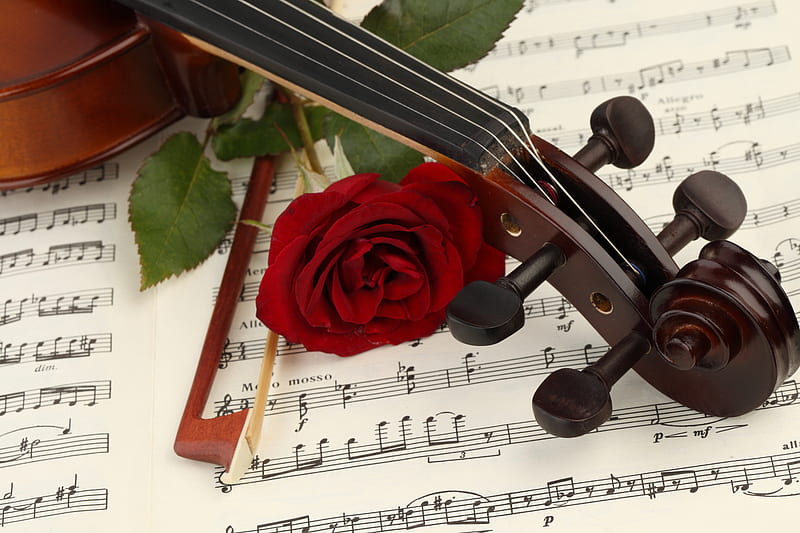 romance red, violin, musical notation, rose, music, notes, bonito, graphy, nice, cool, flower, harmony, HD wallpaper