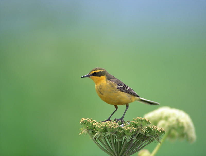 Beautiful Yellow Bird, wings, legs, black, yellow, fly, daylight, bird, flower, beak, day, nature, white, animals, HD wallpaper