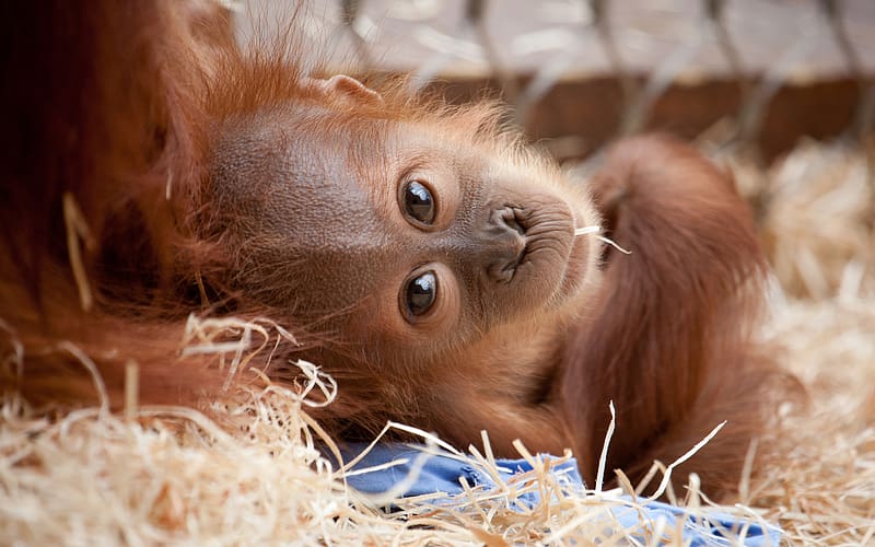 Monkeys, Animal, Zoo, Primate, Orangutan, Baby Animal, HD wallpaper