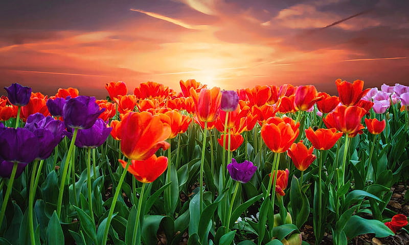 Field of Tulips, Tulips, flowers, vibrant, colors, sunrise, sunser ...