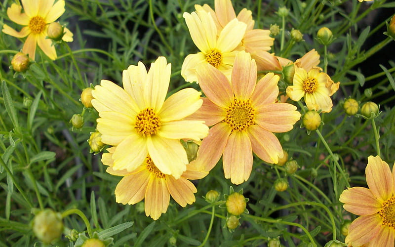 Coreopsis Flower, yellow, center, leaves, daylight, green, flower, coreopsis, day, nature, petals, stem, HD wallpaper