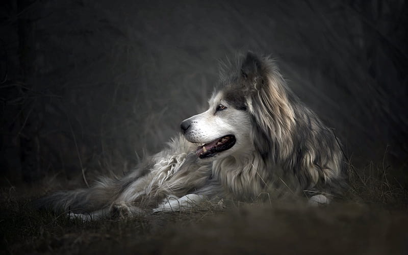 fluffy gray dog, Siberian husky, cute animals, dogs, pets, HD wallpaper