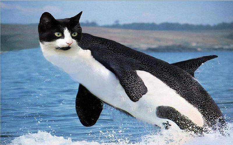 Cat Whale, whale, cat, jumping, ocean, HD wallpaper