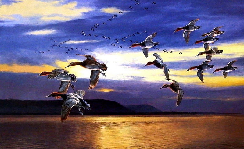 Daybreak Migrating, lakes, draw and paint, sunsets, flying, ducks, love four seasons, nature, HD wallpaper