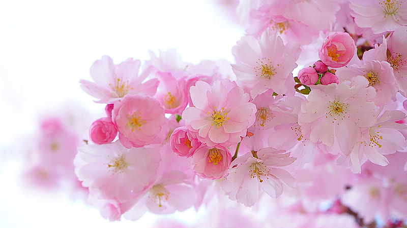 Cherry Blossom Pink Flower Sakura Spring, HD wallpaper