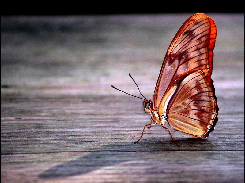 CATWALK BUTTERFLY, walking, butterfly, plank, wood, HD wallpaper