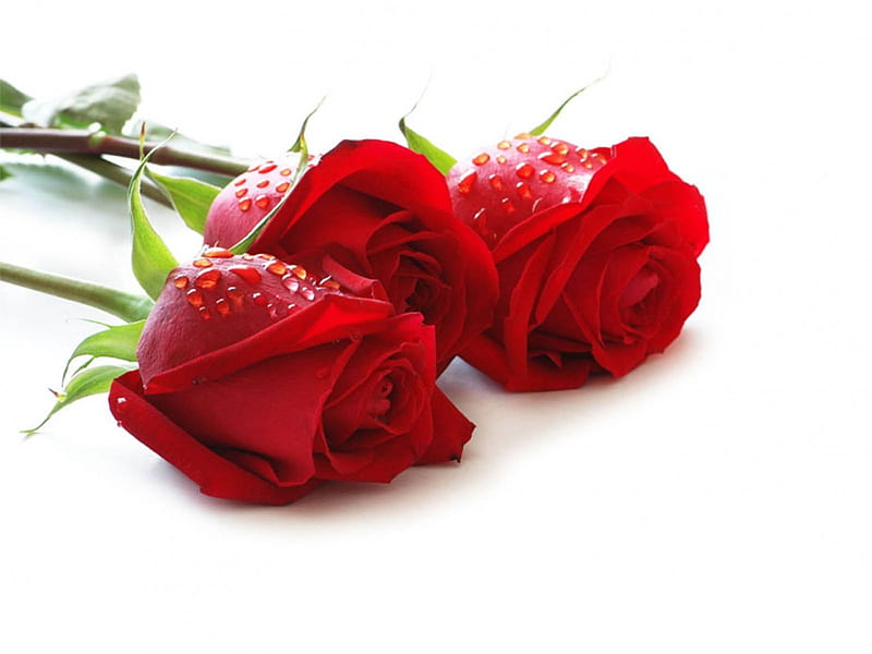 Roses, red, wet, rose, flower, day, valentine, white, mother, HD wallpaper