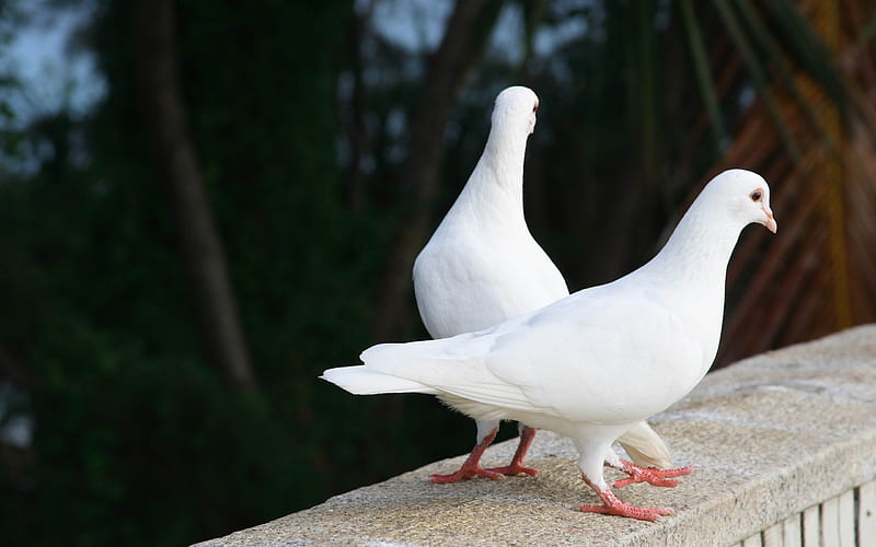 white pigeons-Natural animal, HD wallpaper