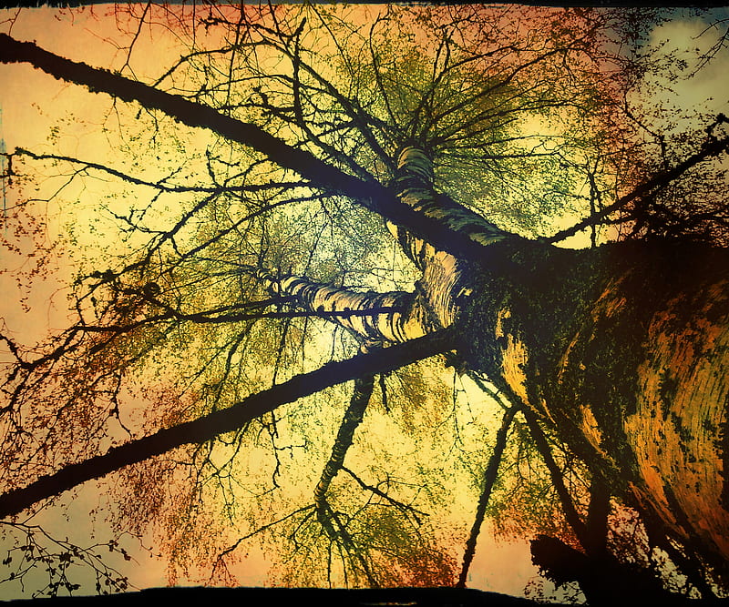Tree, 2012, autumn, fall, nature, scene, shadows, HD wallpaper