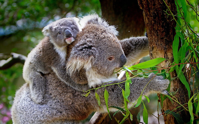 koalas, eucalyptus, phascolarctos, koala, HD wallpaper