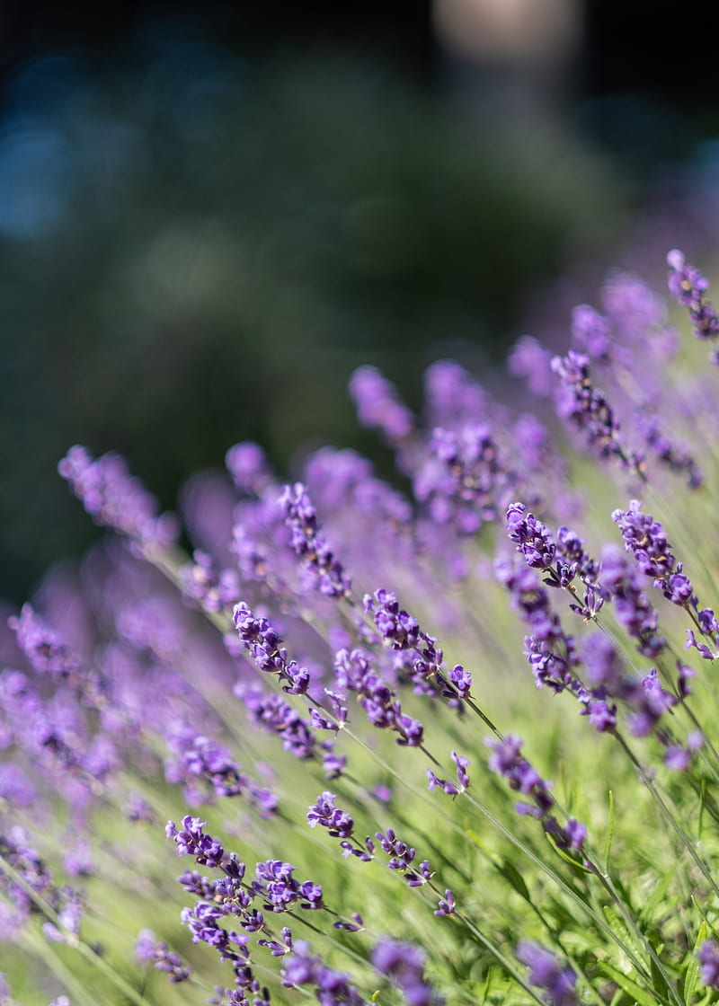 lavender, flowers, wildflowers, purple, herb, HD phone wallpaper