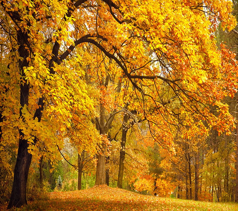 Nature, grass, leaf, leaves, nice, park, path, sky, tree, trees, HD ...