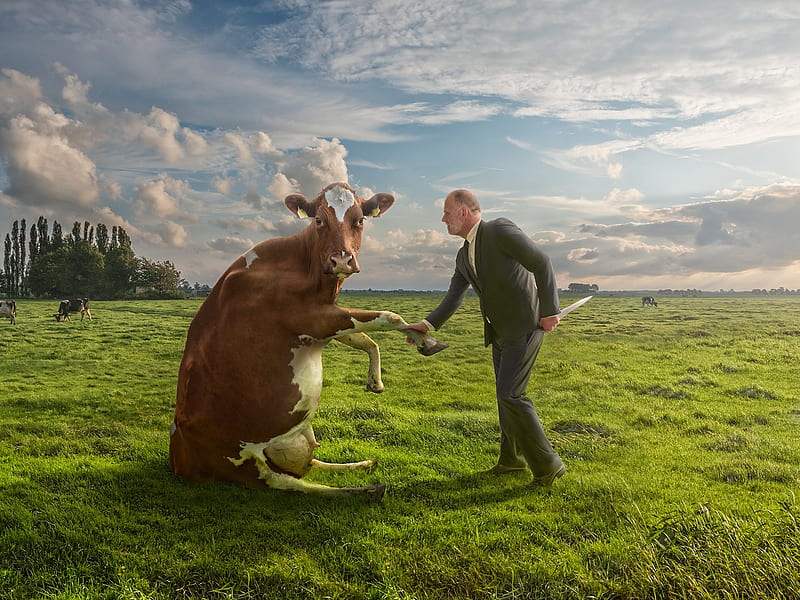 :), adrian sommeling, cow, green, brown, vaca, man, creative, situation, funny, HD wallpaper