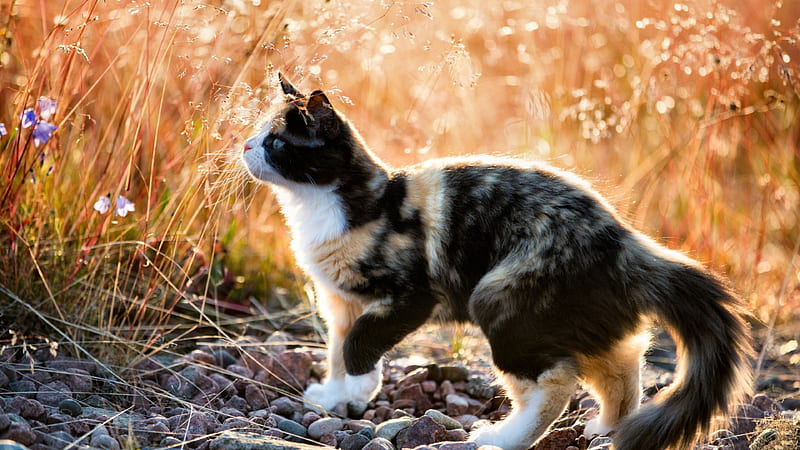 Calico Kitty in Wheat Field F, pet, calico, feline, graphy, wide screen, cat, animal, HD wallpaper
