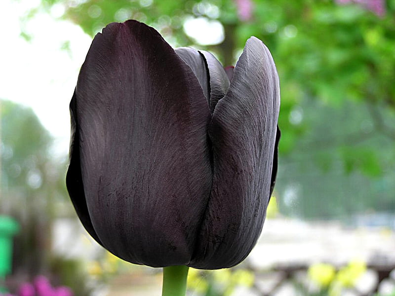 black tulip, flower, black, spring, tulip, HD wallpaper
