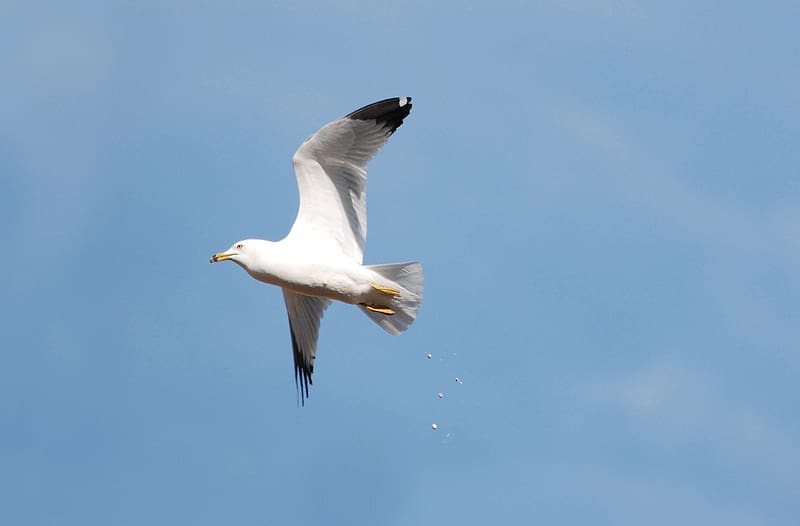 Seagull Standing on Wooden Balustrade · Free Stock Photo