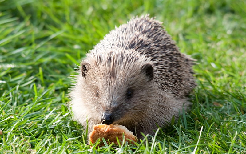 Hedgehog in Grass, hedgehog, grass, eating, animal, HD wallpaper Hedgehog in Grass, hedgehog, grass, eating, animal, HD wallpaper
