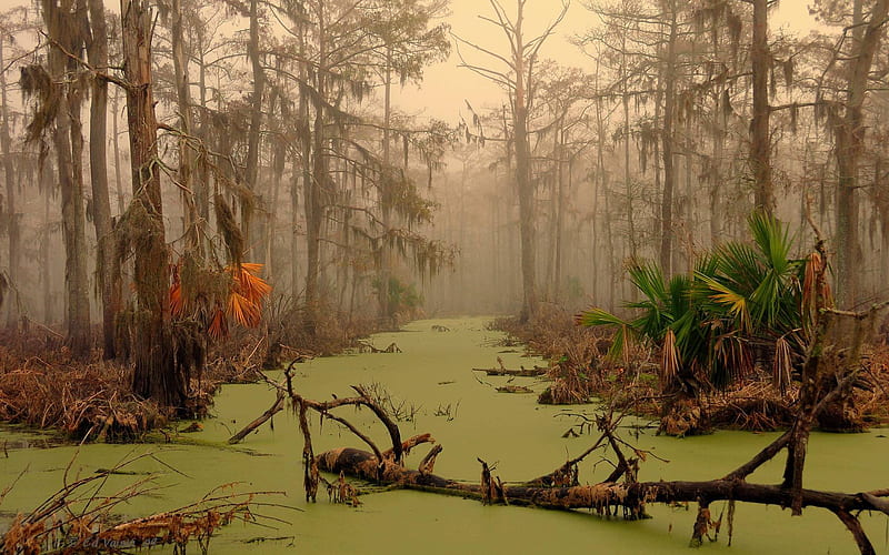 gator country, moss, trees, swamp, fog, HD wallpaper