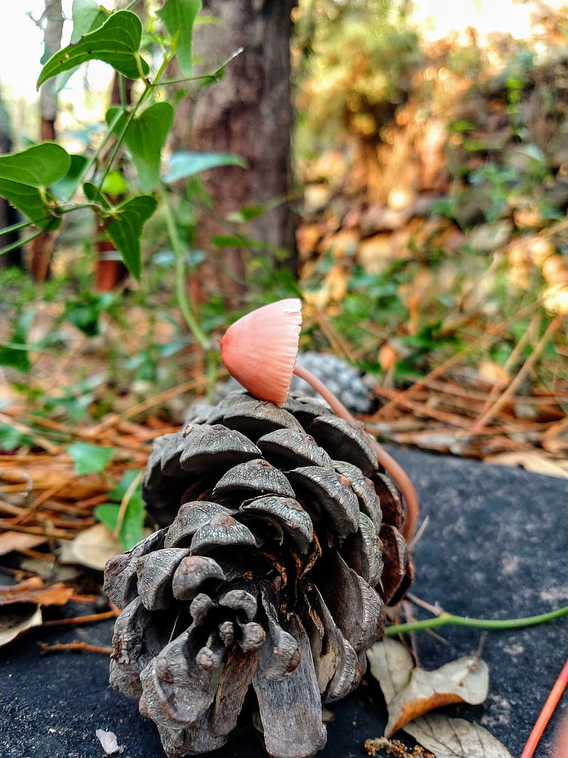 Adapt to life, forest, mushroom, pine cone, nature, HD phone wallpaper