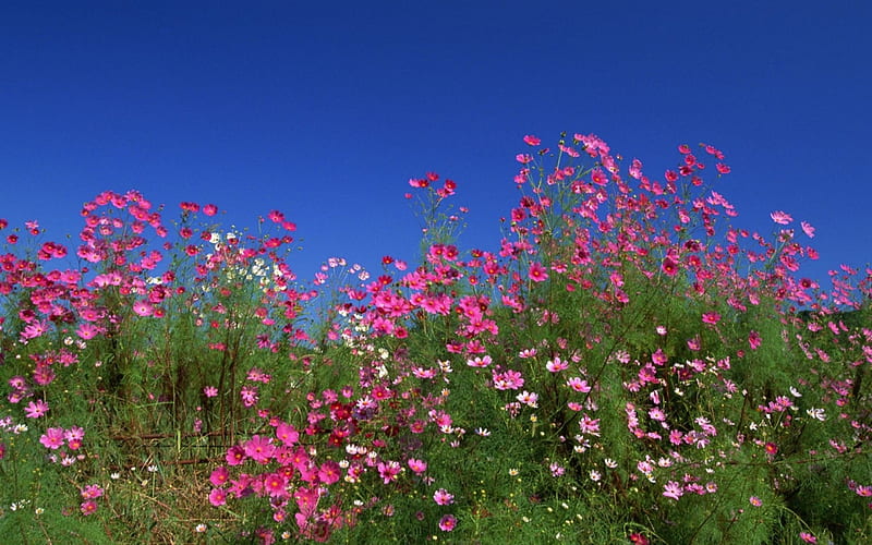 Cosmos , pretty, purple, flowers, nature, fields, cosmos, pink, HD wallpaper