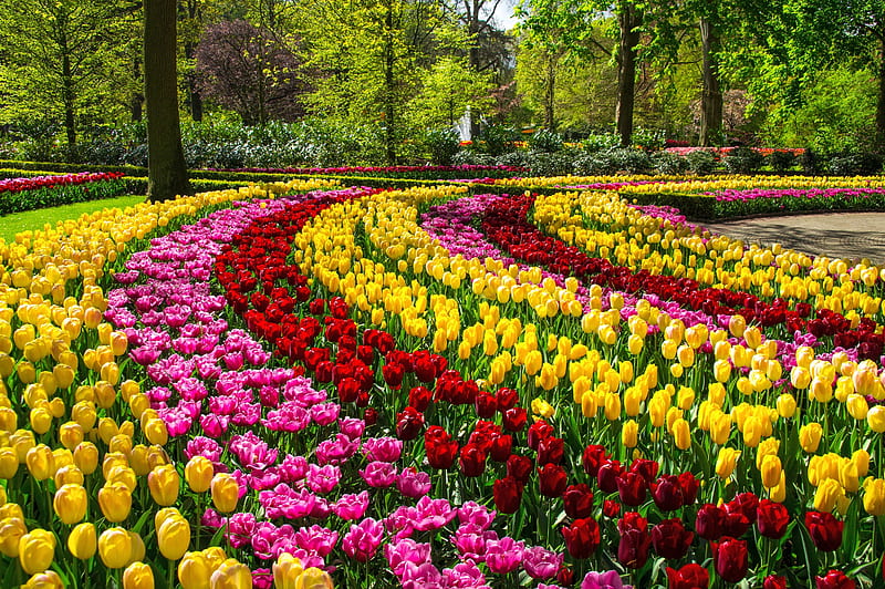 Amsterdam, colorful, grass, Keukenhof, spring, bonito, park, trees, Netherland, Holland, garden, flowers, walk, tulips, alley, HD wallpaper