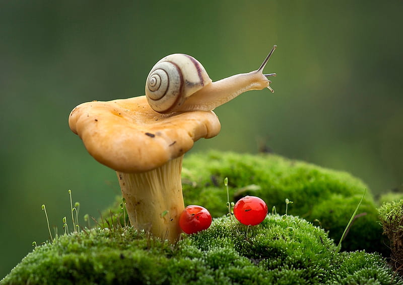 Snail, mushroom, shell, animal, HD wallpaper