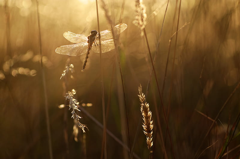 dragonfly, wings, insect, grass, rays, HD wallpaper