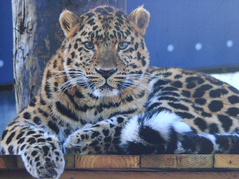 Amur Leopard, leopard, wild, breed, rare, cat, HD wallpaper