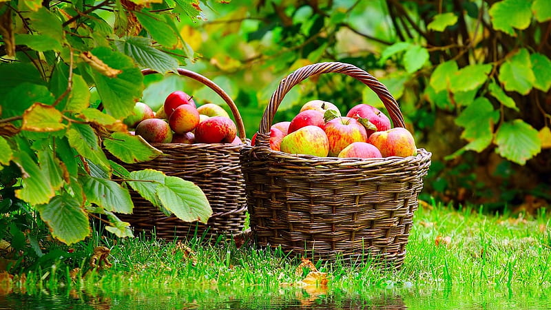 Juicy Apples, red, leaves, grass, basket, apples, bonito, juicy, HD wallpaper