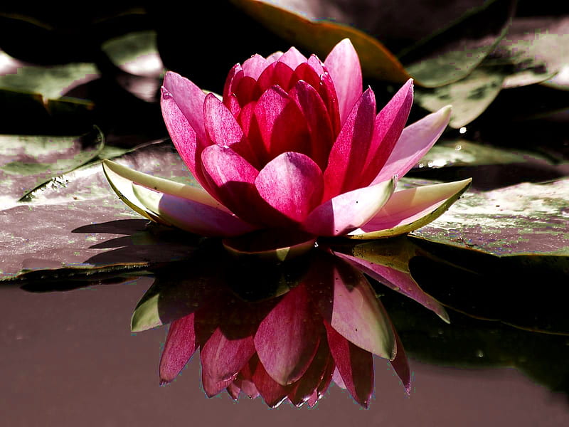 Water lily, lily, flower, water, pink, HD wallpaper