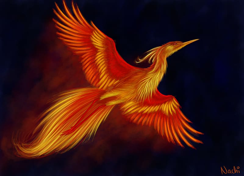 Fantasy, Bird, Flight, Wings, Phoenix, Fantasy Animals, HD wallpaper