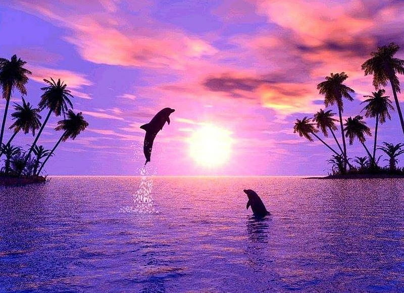dolphins, sunset, animals, ocean, HD wallpaper