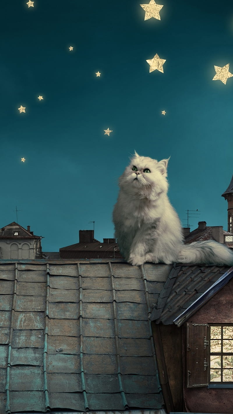 Fairy Tale Cat , fairy tale, sky, star, HD phone wallpaper