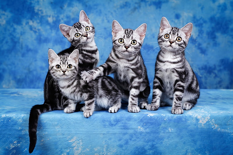 Cats, Cat, Baby Animal, Kitten, Pet, HD wallpaper