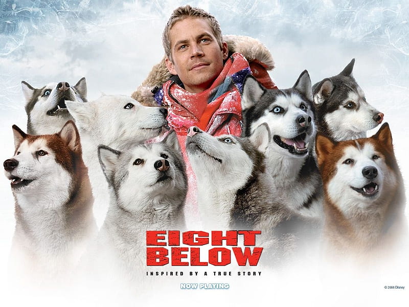 Eight Below (2006), eight below, man, afis, dog, Paul Walker, actor, poster, movie, husky, HD wallpaper
