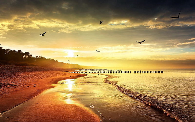 sea, beach, nature, birds, light 16:10 background, 1280X800 Beach, HD wallpaper