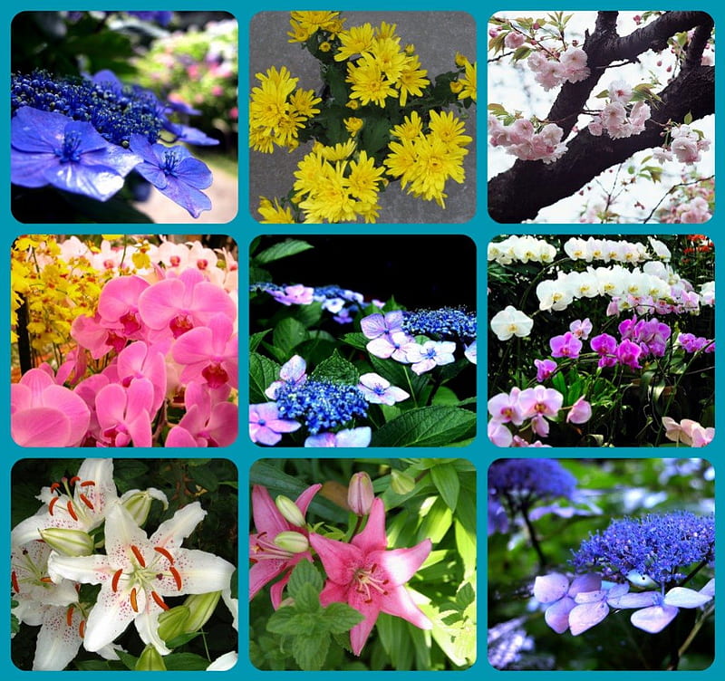 Bonitas flores, bonitas, flores, collage, coloridas, Fondo de pantalla HD |  Peakpx