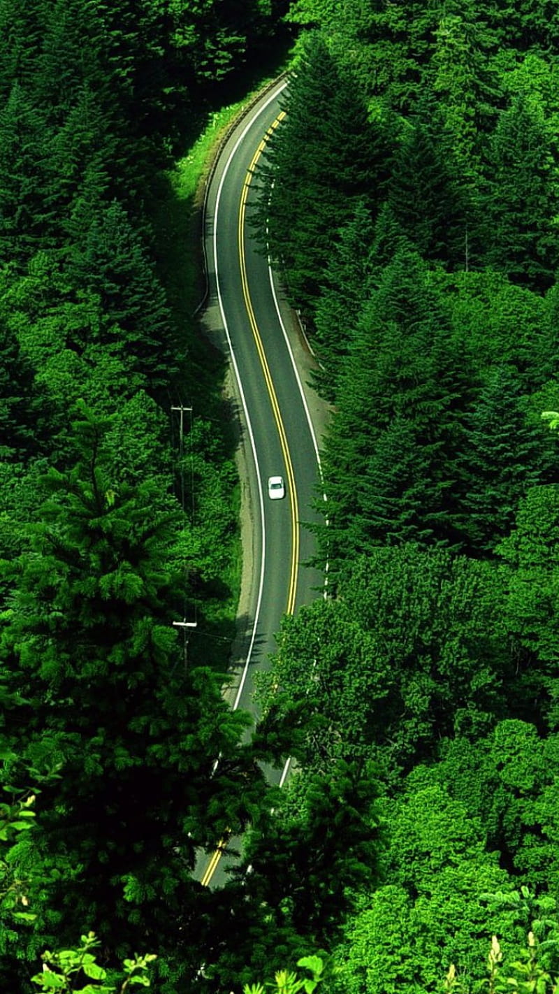 Road, bonito, car, forest, green, jungle, life, lot of oxygen, trees, HD phone wallpaper