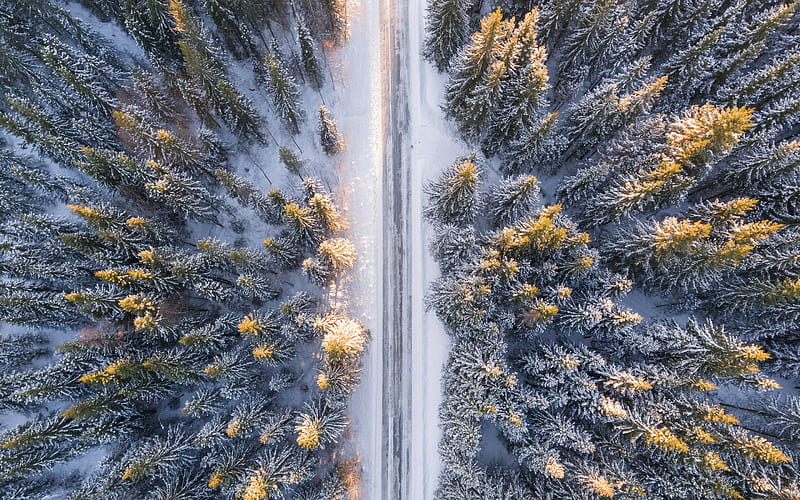 winter forest, view from above, forest aero view, trees, forest road, aero view, HD wallpaper