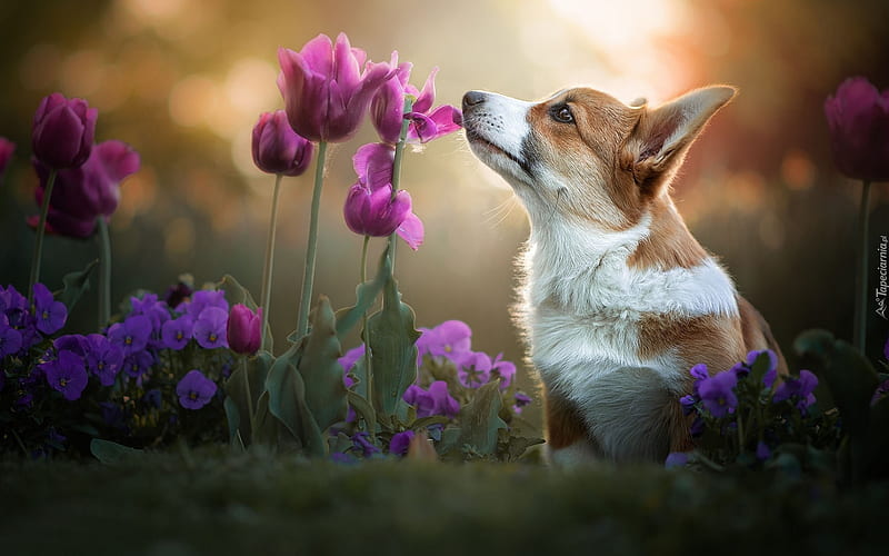 Pembroke Welsh Corgi, pansies, tulips, dog, Pembroke, HD wallpaper