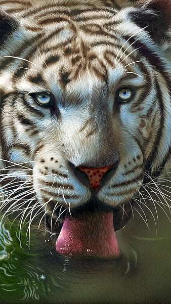Thirsty, animal, drawings, drinking, thirty, tiger, tongue, water, white,  white tiger, HD phone wallpaper | Peakpx